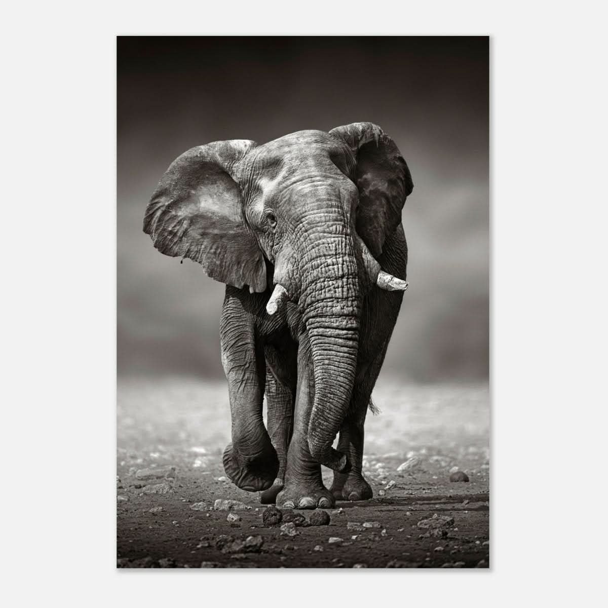 Animal Kingdom Wall art print collection | Elephant - Aluminum Print - 70x100 cm / 28x40″ -