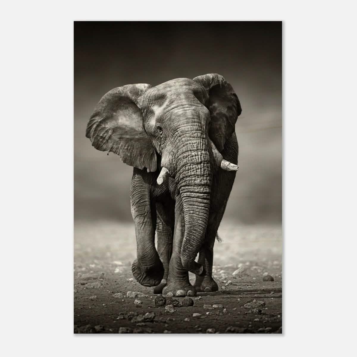 Animal Kingdom Wall art print collection | Elephant - Wood Prints - 40x60 cm / 16x24″ - 20 mm