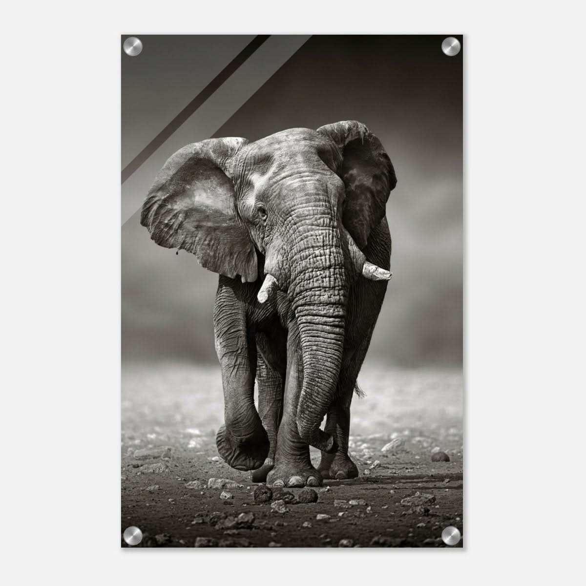 Animal Kingdom Wall art print collection | Elephant - Acrylic Print - 40x60 cm / 16x24″ -