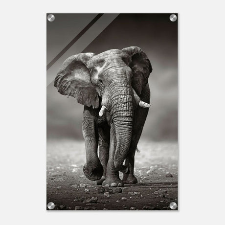 Animal Kingdom Wall art print collection | Elephant - Acrylic Print - 40x60 cm / 16x24″ -
