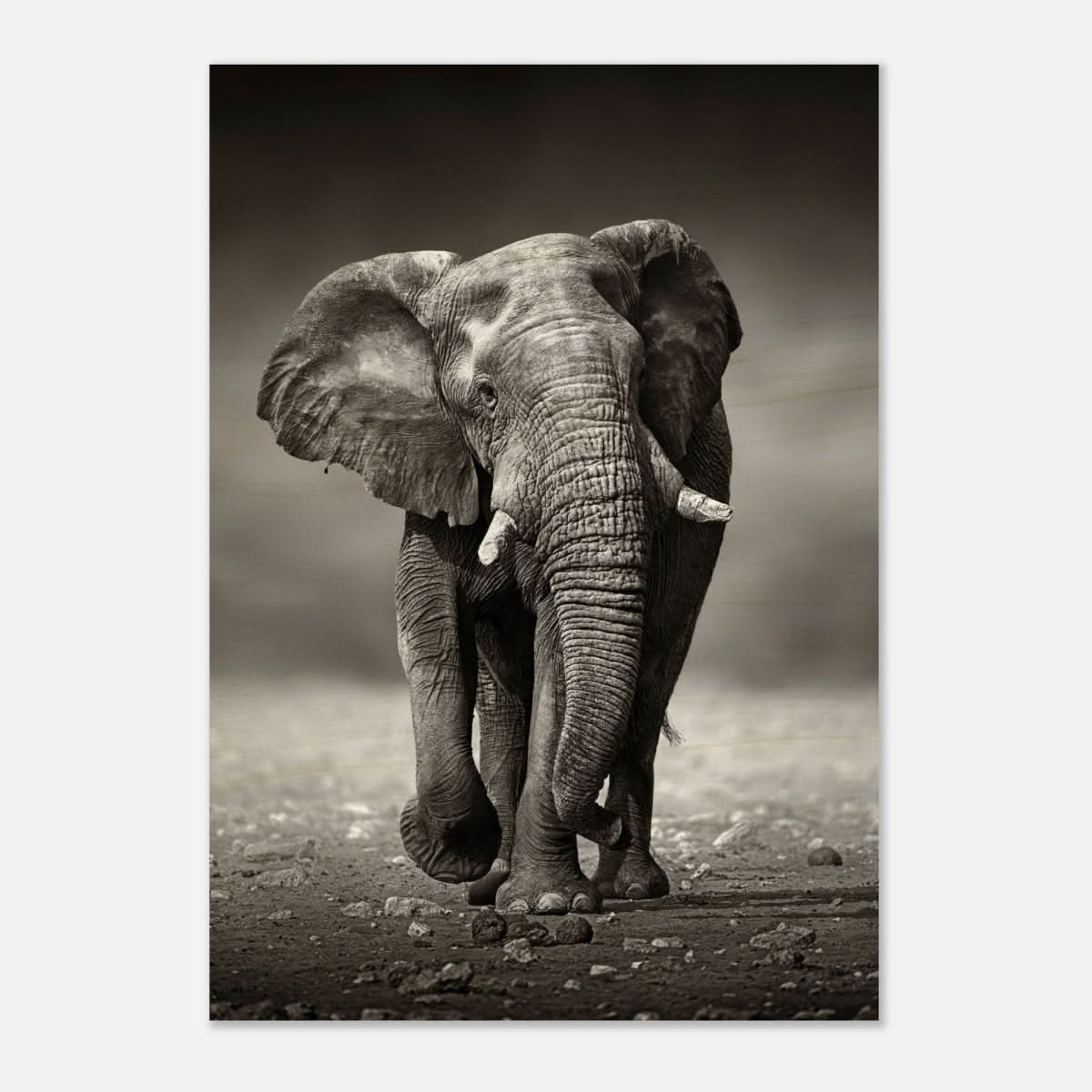Animal Kingdom Wall art print collection | Elephant - Wood Prints - 70x100 cm / 28x40″ - 20 mm