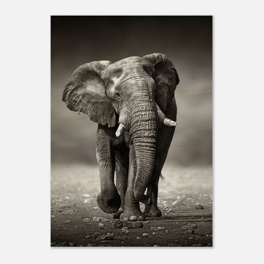 Animal Kingdom Wall art print collection | Elephant - Wood Prints - 70x100 cm / 28x40″ - 20 mm