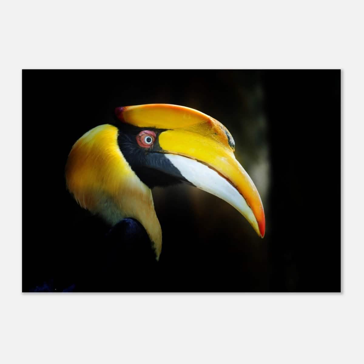 Animal Kingdom Wall art print collection | Great Indian Hornbill - Aluminum Print - 70x100 cm / 28x40″ -