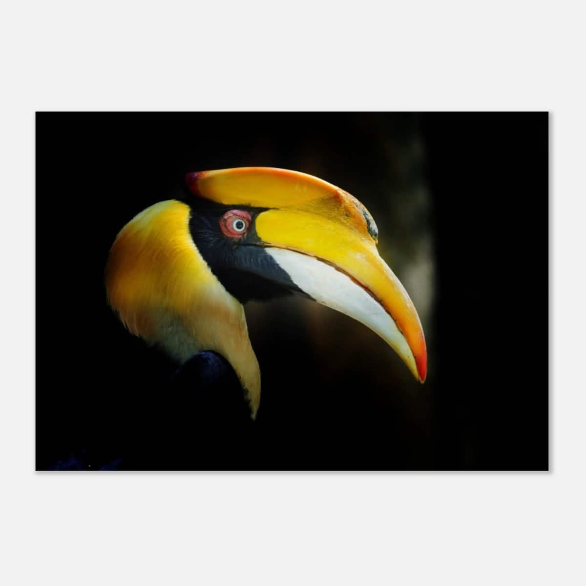 Animal Kingdom Wall art print collection | Great Indian Hornbill - Wood Prints - 70x100 cm / 28x40″ - 10 mm