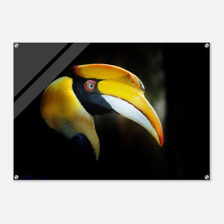 Animal Kingdom Wall art print collection | Great Indian Hornbill - Acrylic Print - 70x100 cm / 28x40″ -