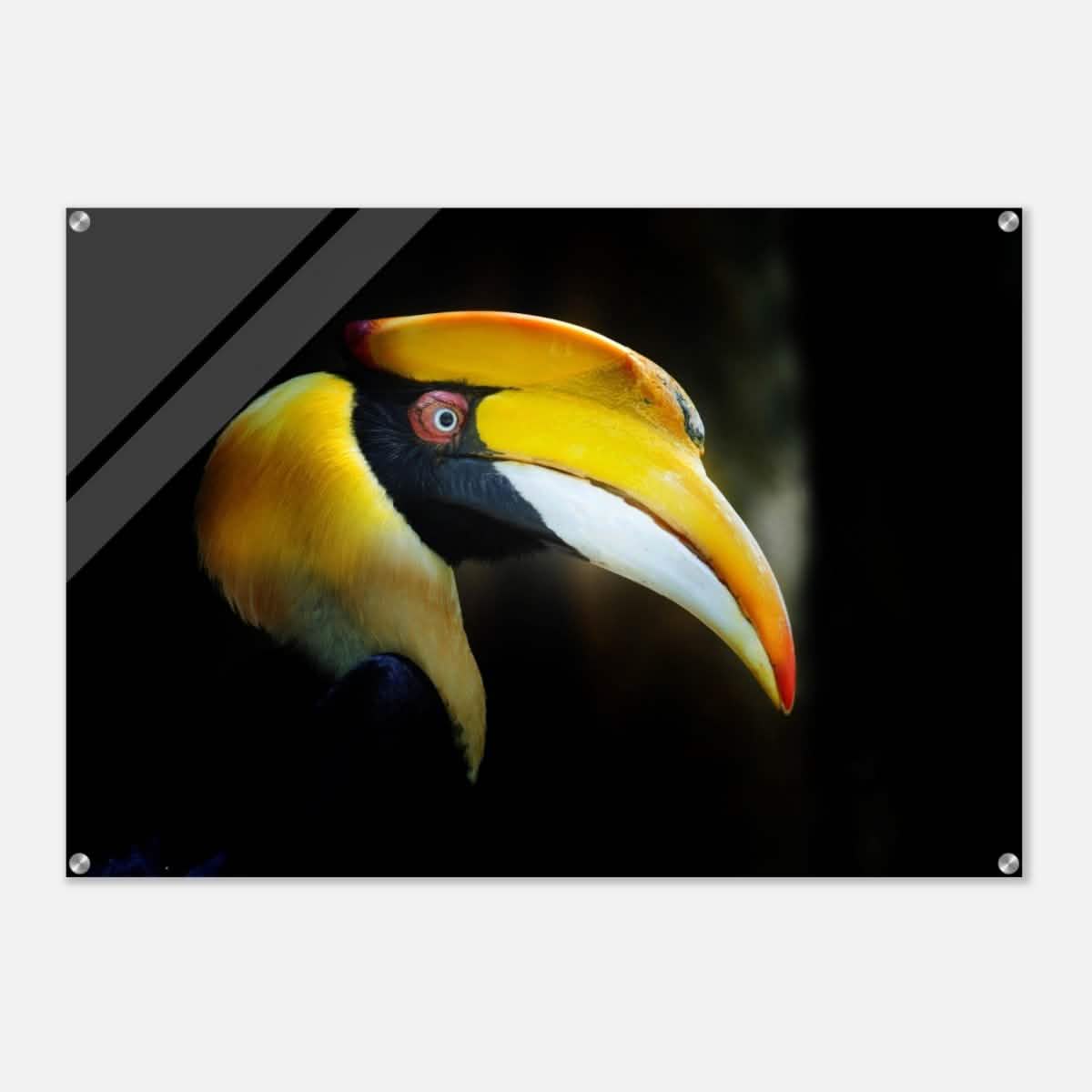 Animal Kingdom Wall art print collection | Great Indian Hornbill - Acrylic Print - 70x100 cm / 28x40″ -
