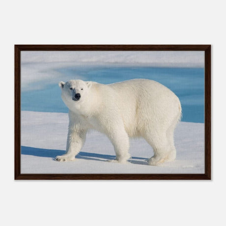 Animal Kingdom Wall art print collection | Polar bear - Framed Canvas - 50x75 cm / 20x30″ - Dark wood frame