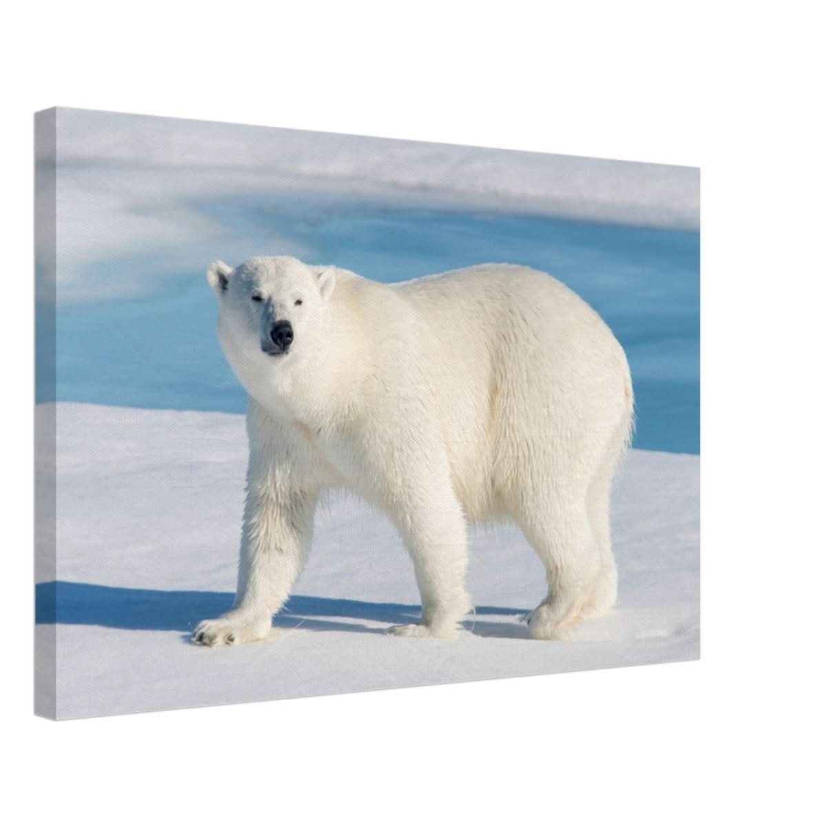 Animal Kingdom Wall art print collection | Polar bear - Canvas - 40x60 cm / 16x24″ -