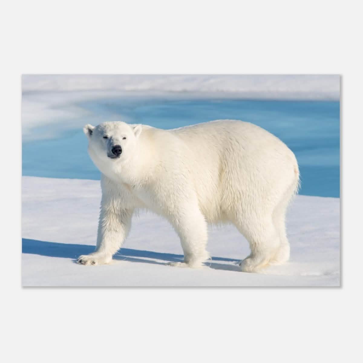 Animal Kingdom Wall art print collection | Polar bear - Aluminum Print - 30x45 cm / 12x18″ -