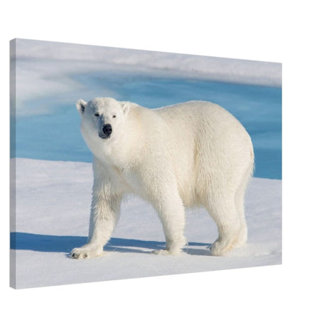Animal Kingdom Wall art print collection | Polar bear - Canvas - 60x90 cm / 24x36″ -