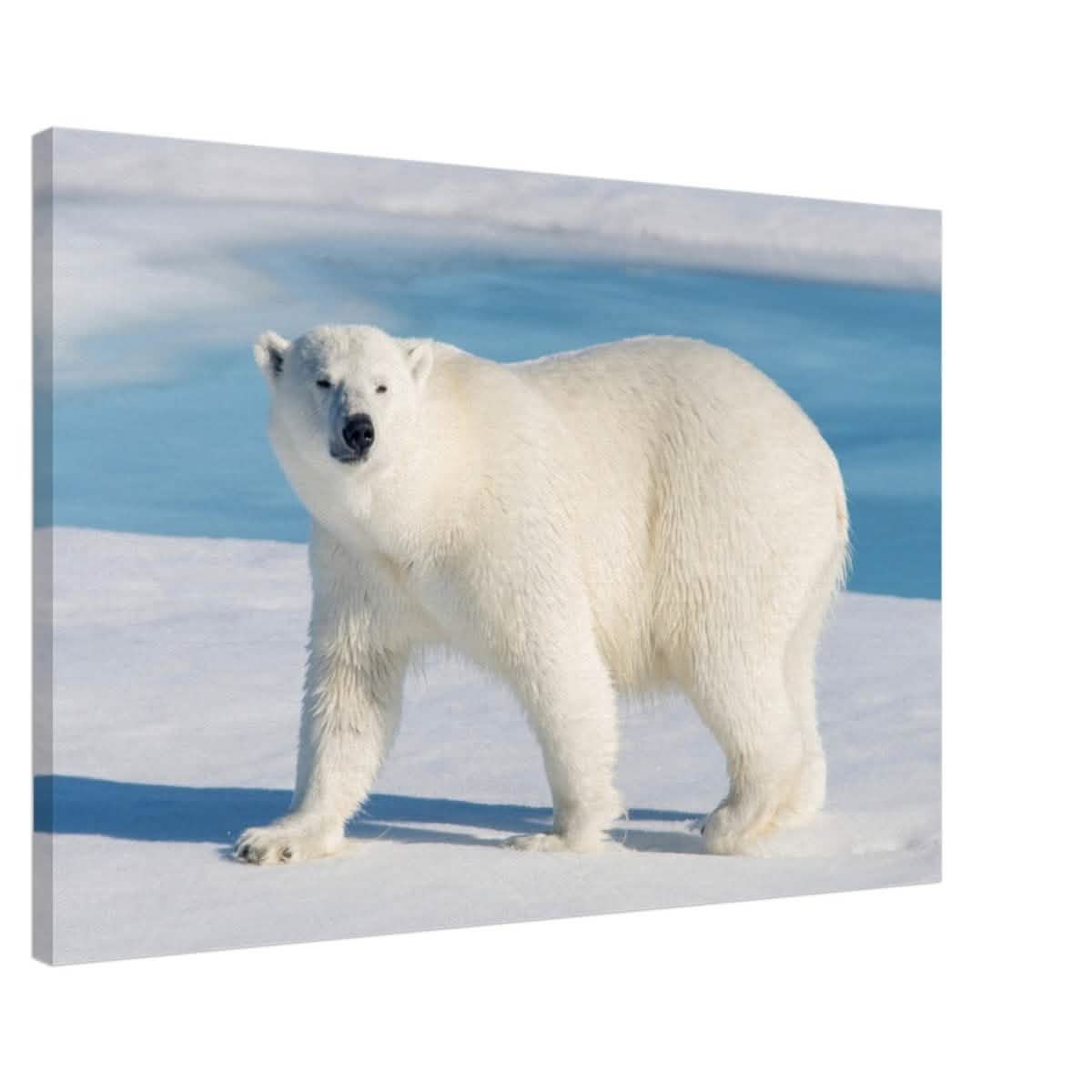 Animal Kingdom Wall art print collection | Polar bear - Canvas - 60x90 cm / 24x36″ -