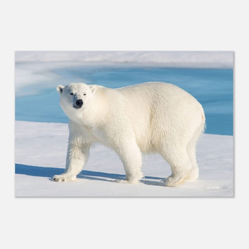 Animal Kingdom Wall art print collection | Polar bear - Aluminum Print - 60x90 cm / 24x36″ -