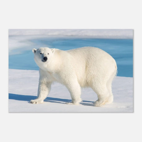 Animal Kingdom Wall art print collection | Polar bear - Aluminum Print - 60x90 cm / 24x36″ -