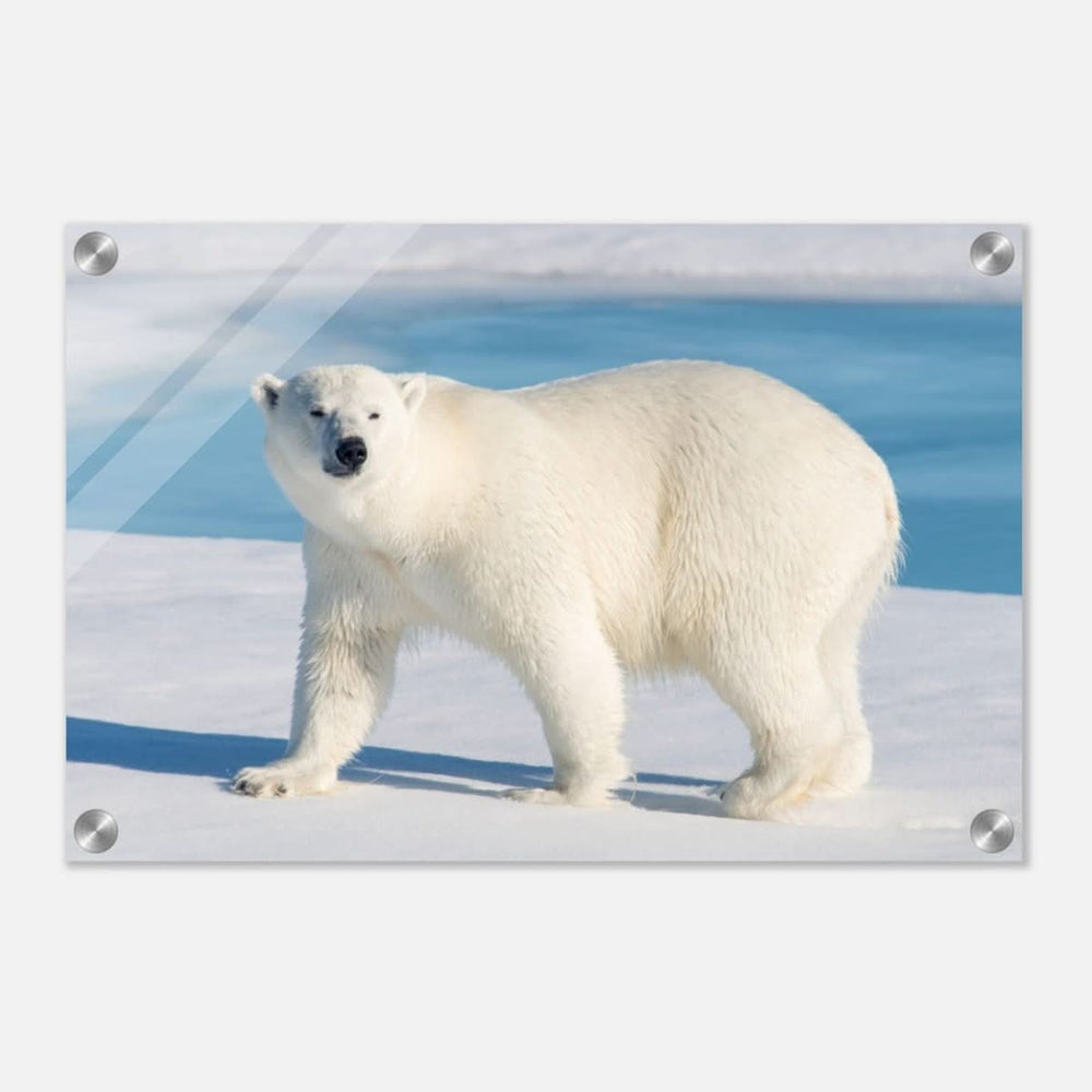 Animal Kingdom Wall art print collection | Polar bear - Acrylic Print - 30x45 cm / 12x18″ -