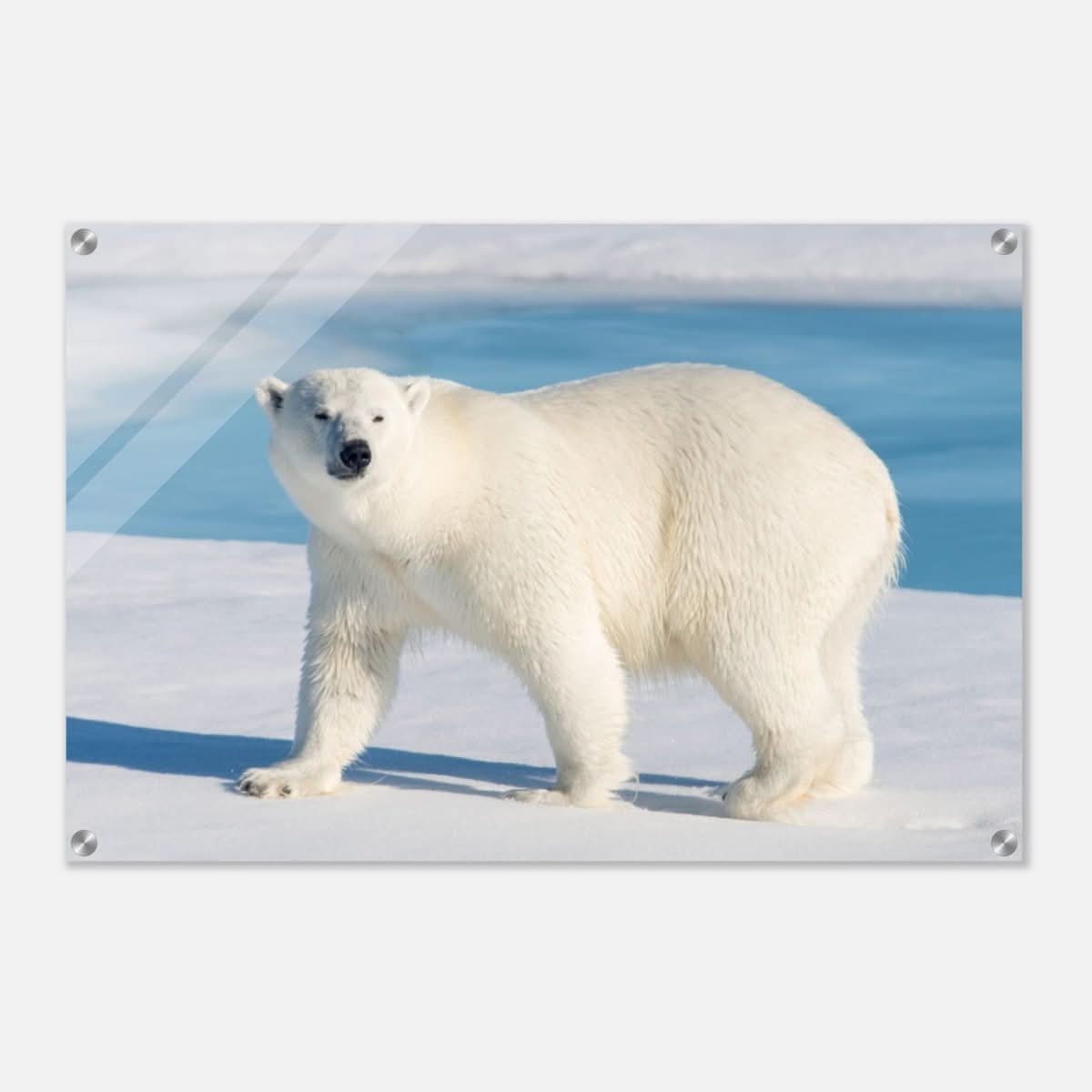 Animal Kingdom Wall art print collection | Polar bear - Acrylic Print - 50x75 cm / 20x30″ -