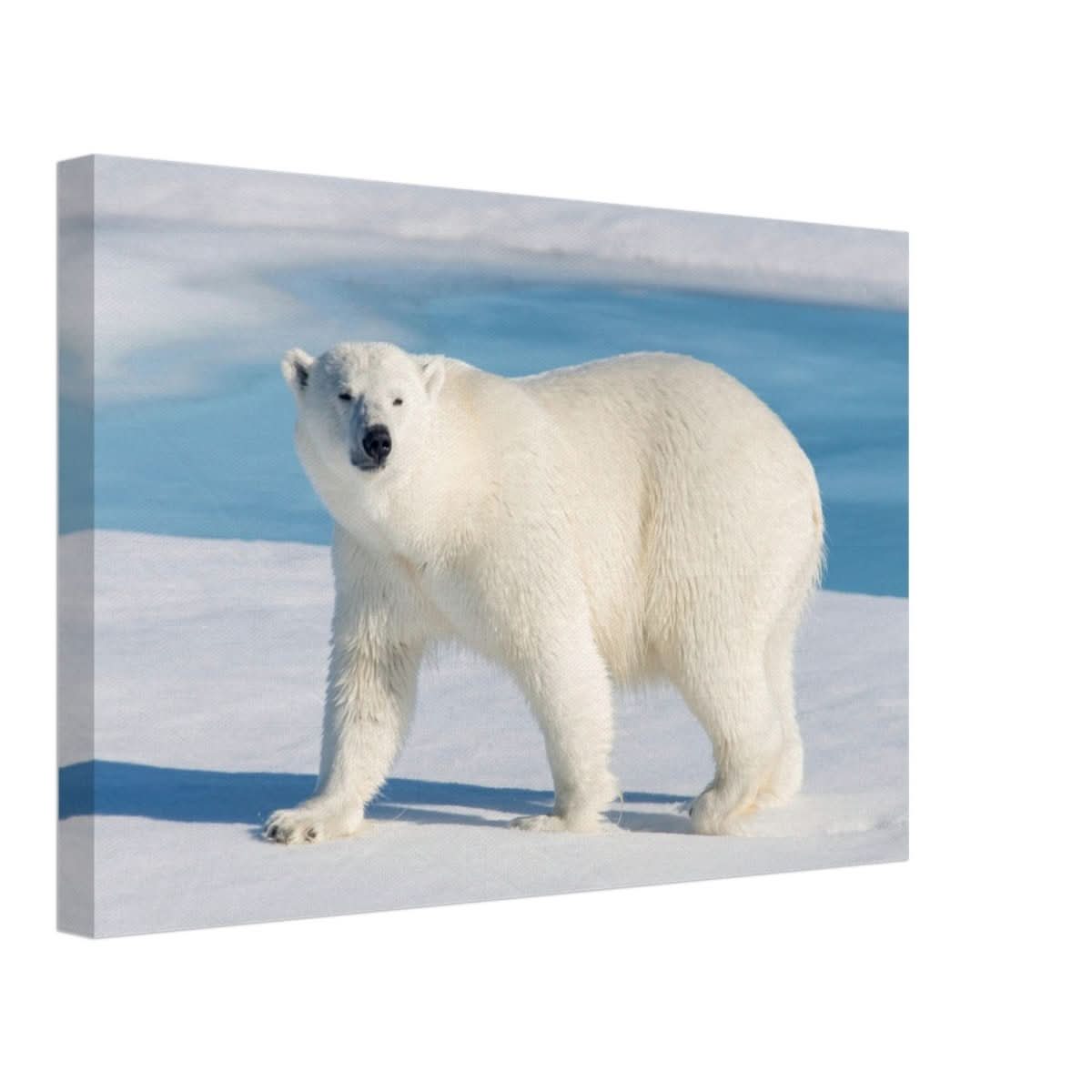 Animal Kingdom Wall art print collection | Polar bear - Canvas - 30x45 cm / 12x18″ -