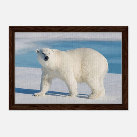 Animal Kingdom Wall art print collection | Polar bear - Framed Canvas - 30x45 cm / 12x18″ - Dark wood frame