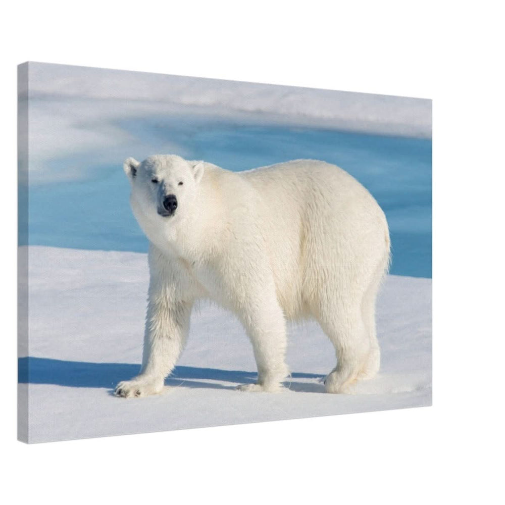 Animal Kingdom Wall art print collection | Polar bear - Canvas - 50x75 cm / 20x30″ -