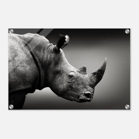 Animal Kingdom Wall art print collection | rhino - Acrylic Print - 40x60 cm / 16x24″ -