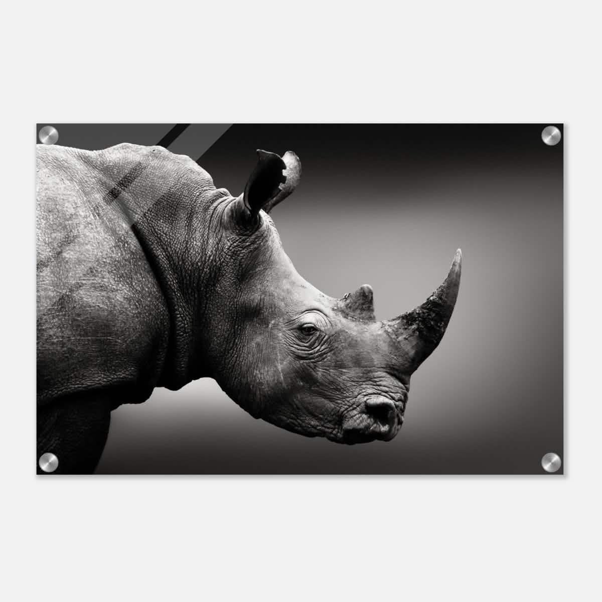 Animal Kingdom Wall art print collection | rhino - Acrylic Print - 40x60 cm / 16x24″ -
