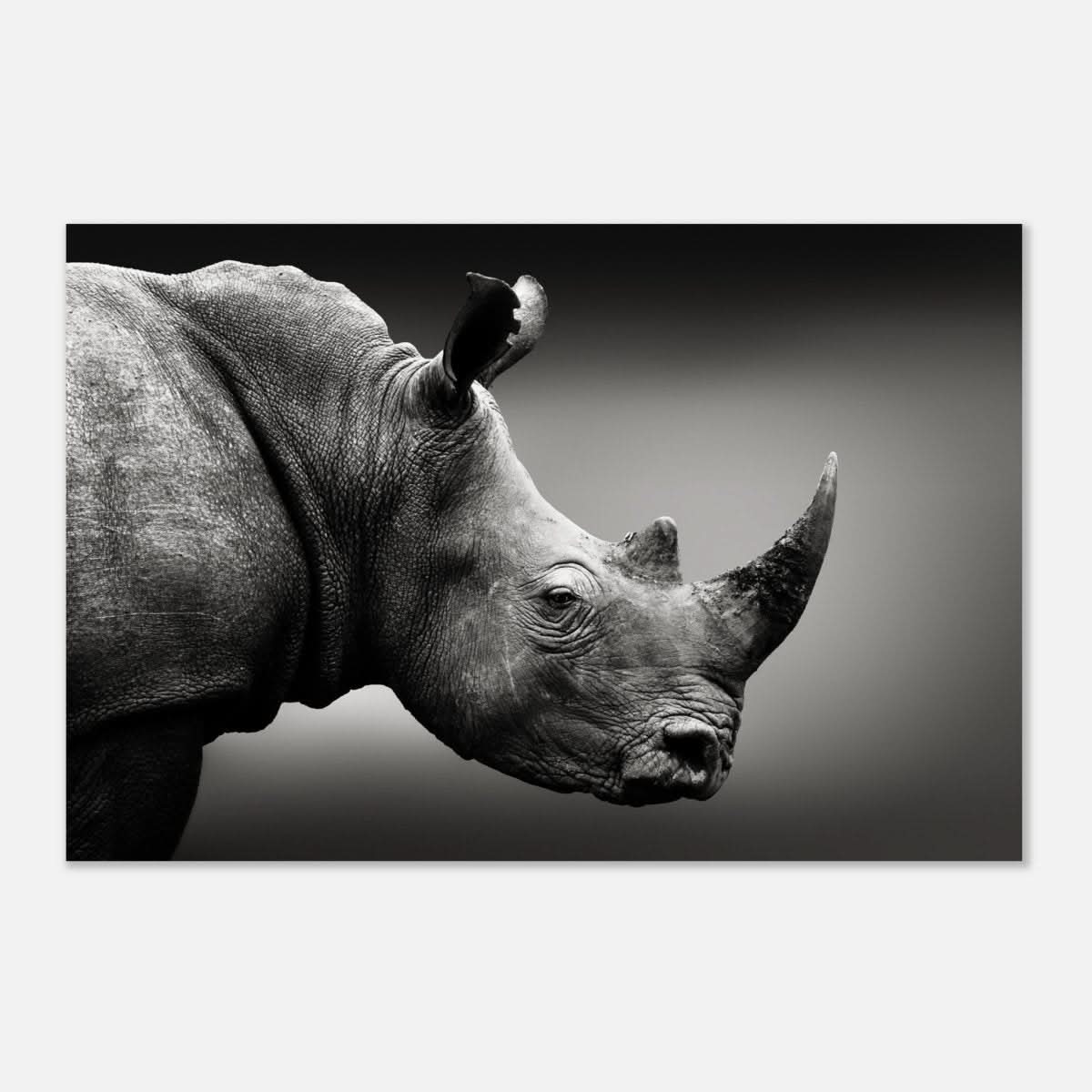 Animal Kingdom Wall art print collection | rhino - Aluminum Print - 30x45 cm / 12x18″ -