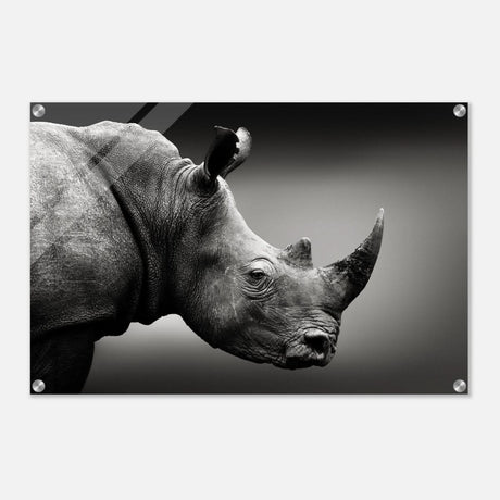 Animal Kingdom Wall art print collection | rhino - Acrylic Print - 50x75 cm / 20x30″ -
