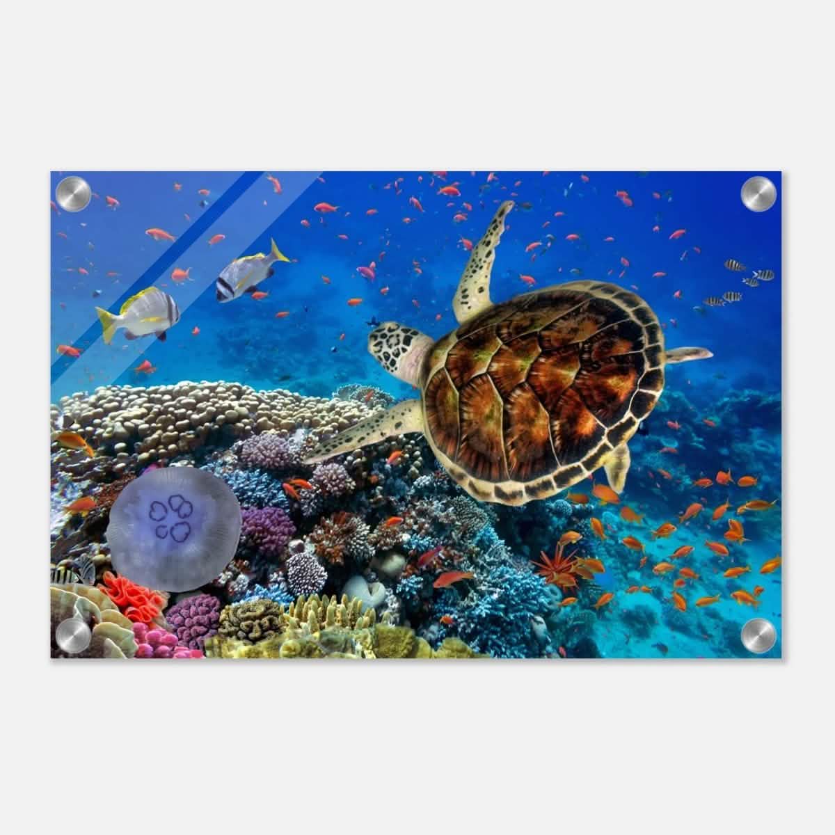Animal Kingdom Wall art print collection | Sea turtle - Acrylic Print - 30x45 cm / 12x18″ -