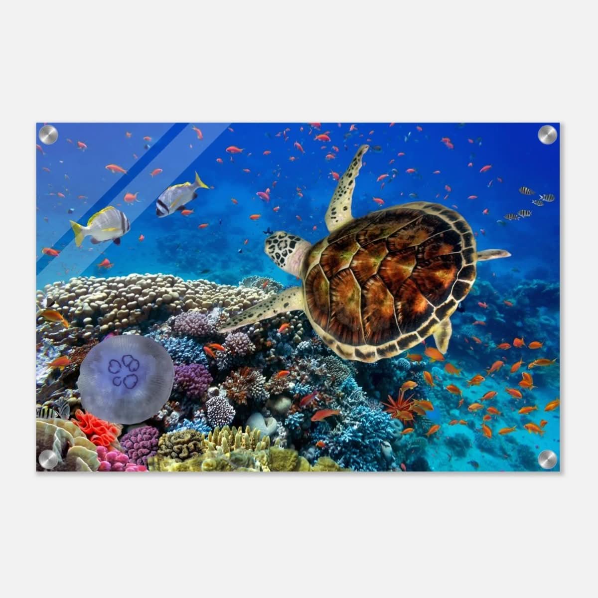 Animal Kingdom Wall art print collection | Sea turtle - Acrylic Print - 40x60 cm / 16x24″ -