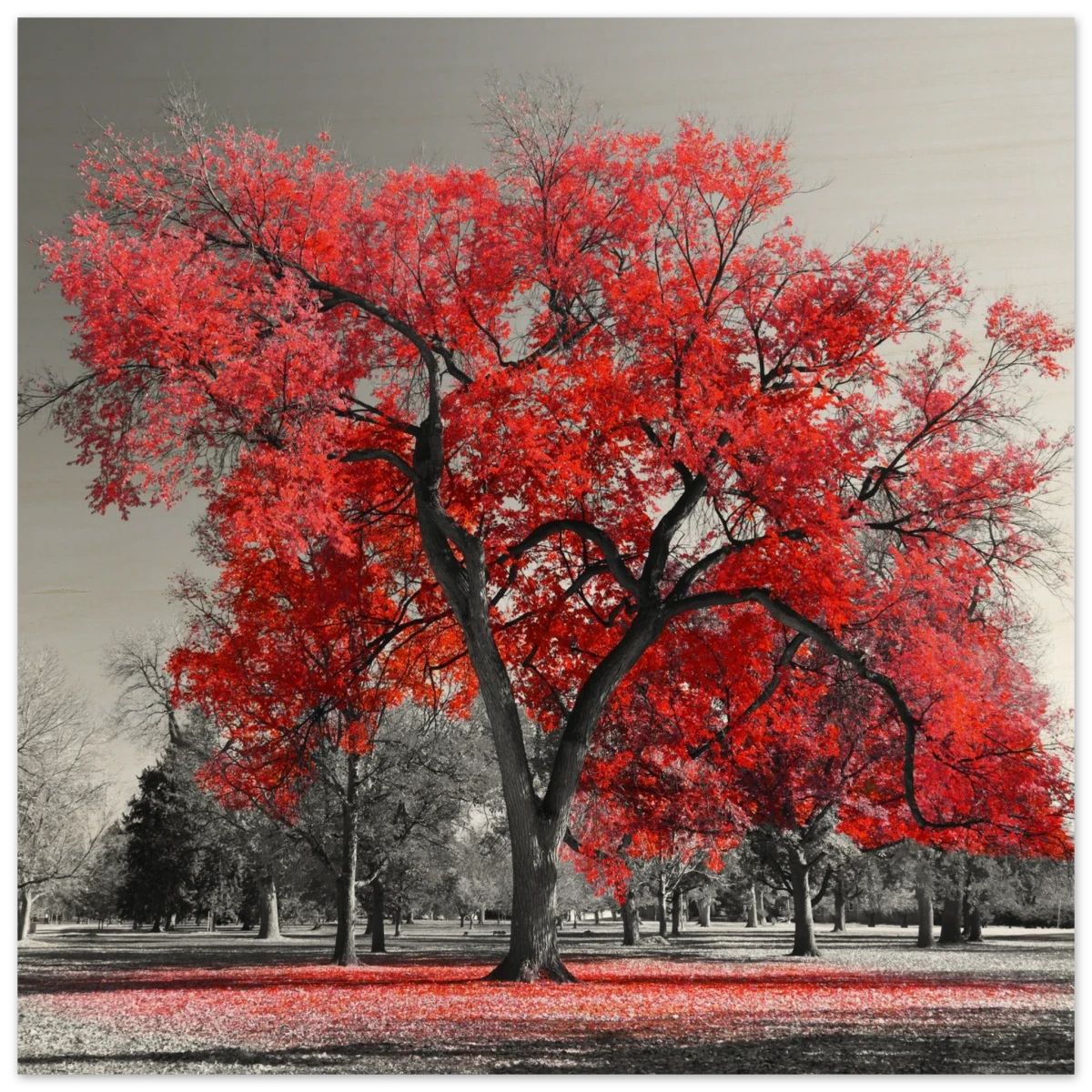 "Crimson Crown" – Monochrome Autumn Elegance | Wall Art Print - Wood Prints - 20x20 cm / 8x8″ -