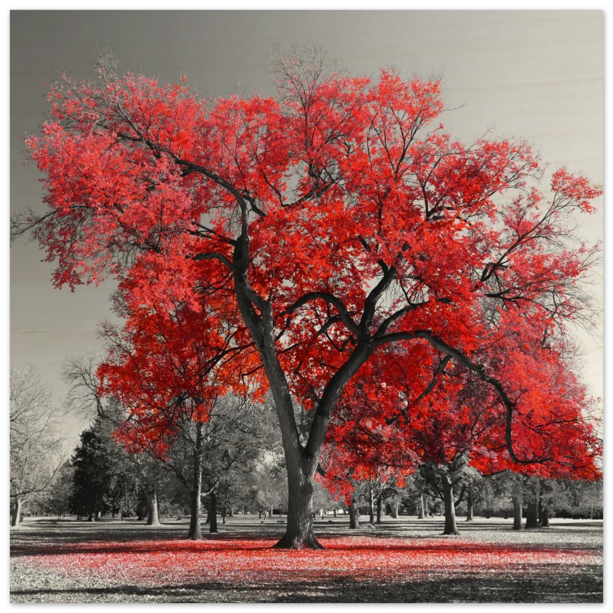"Crimson Crown" – Monochrome Autumn Elegance | Wall Art Print - Wood Prints - 30x30 cm / 12x12″ -