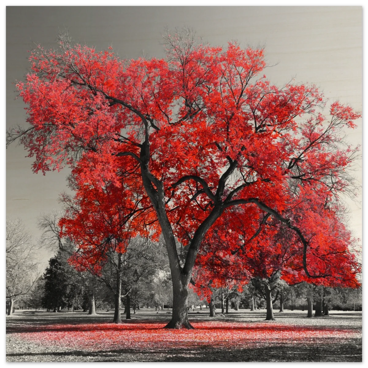 "Crimson Crown" – Monochrome Autumn Elegance | Wall Art Print - Wood Prints - 40x40 cm / 16x16″ -