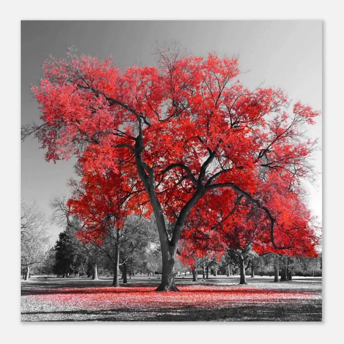 "Crimson Crown" – Monochrome Autumn Elegance | Wall Art Print - Aluminum Print - 40x40 cm / 16x16″ -