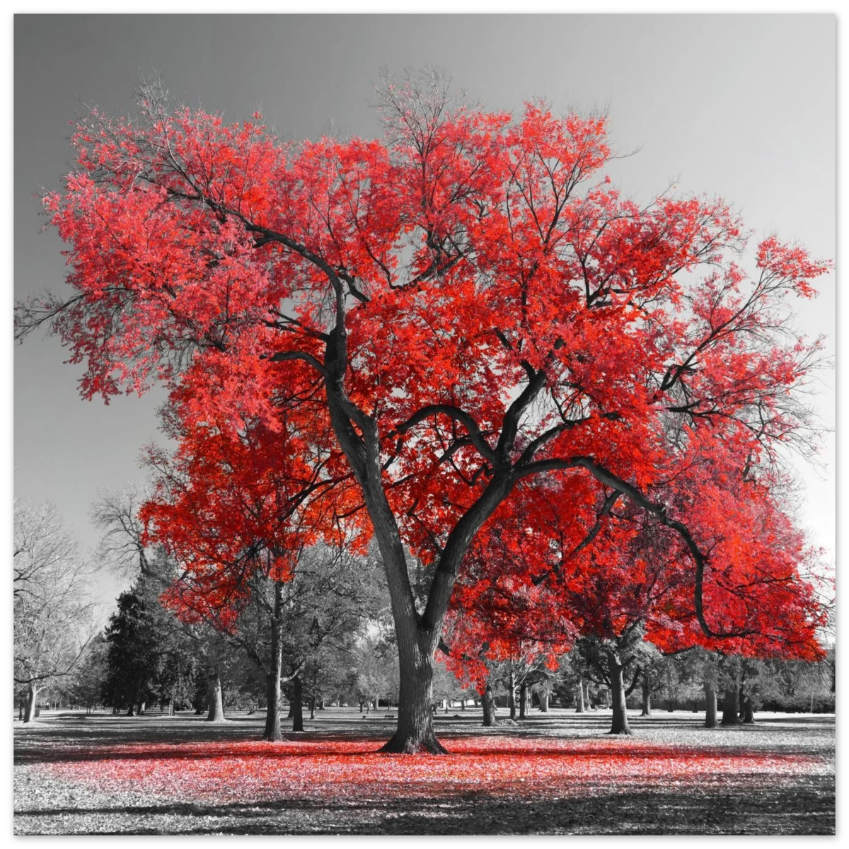 "Crimson Crown" – Monochrome Autumn Elegance | Wall Art Print - Fine Art Poster - 30x30 cm / 12x12″ -