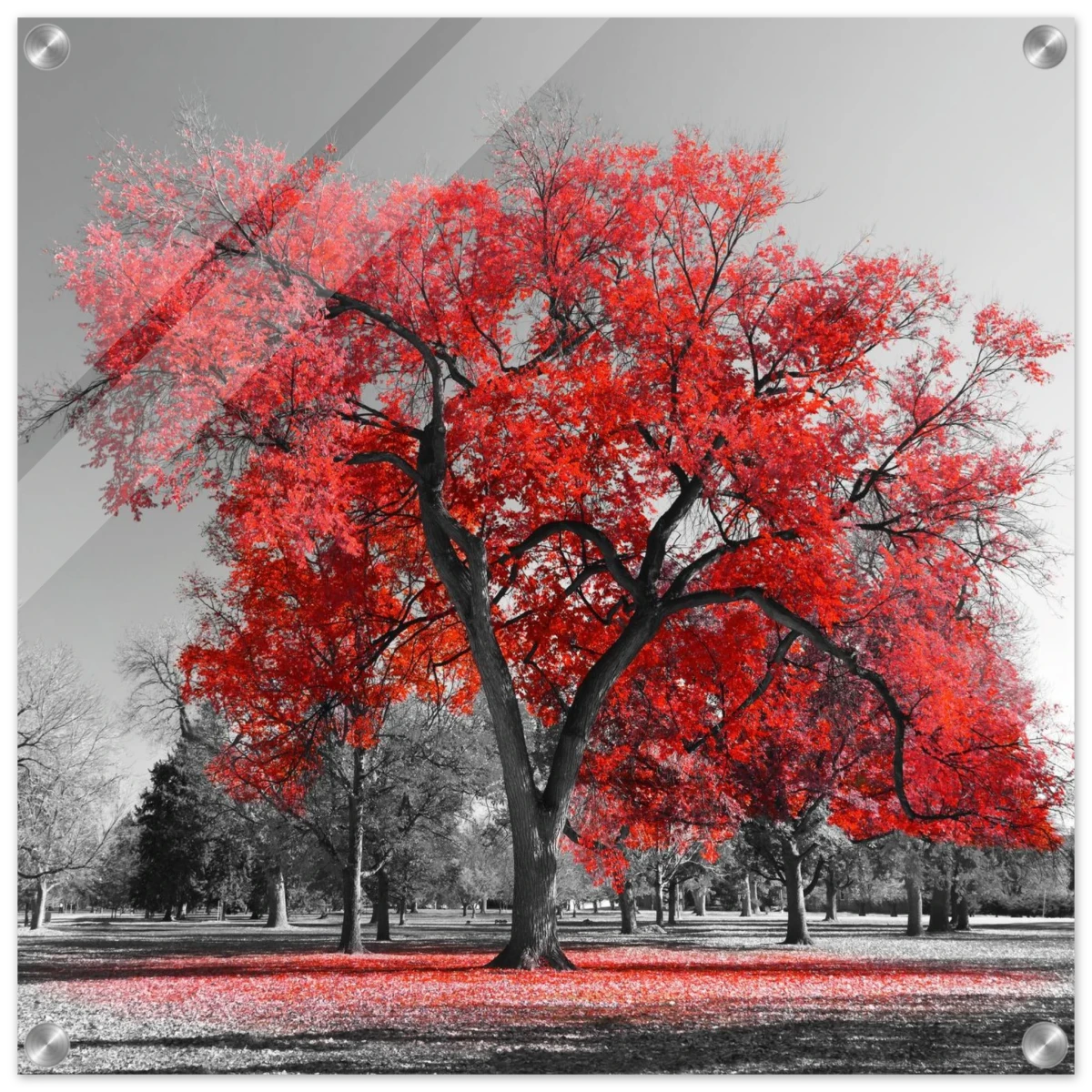 "Crimson Crown" – Monochrome Autumn Elegance | Wall Art Print - Acrylic Print - 50x50 cm / 20x20″ -