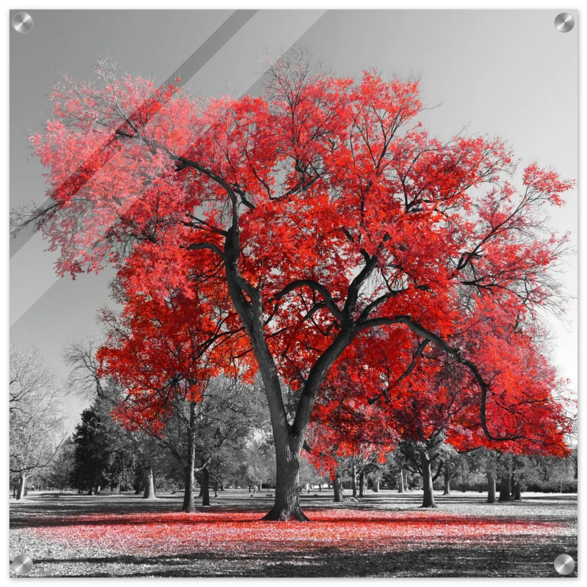 "Crimson Crown" – Monochrome Autumn Elegance | Wall Art Print - Acrylic Print - 60x60 cm / 24x24″ -
