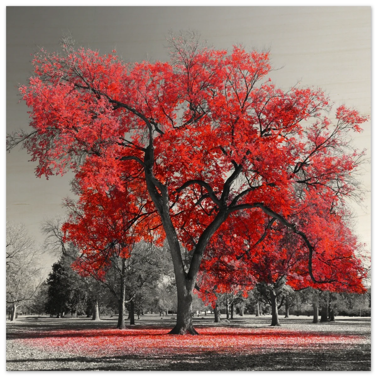 "Crimson Crown" – Monochrome Autumn Elegance | Wall Art Print - Wood Prints - 60x60 cm / 24x24″ -