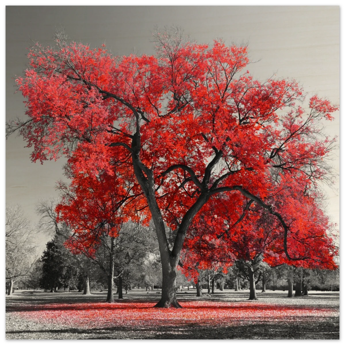 "Crimson Crown" – Monochrome Autumn Elegance | Wall Art Print - Wood Prints - 50x50 cm / 20x20″ -