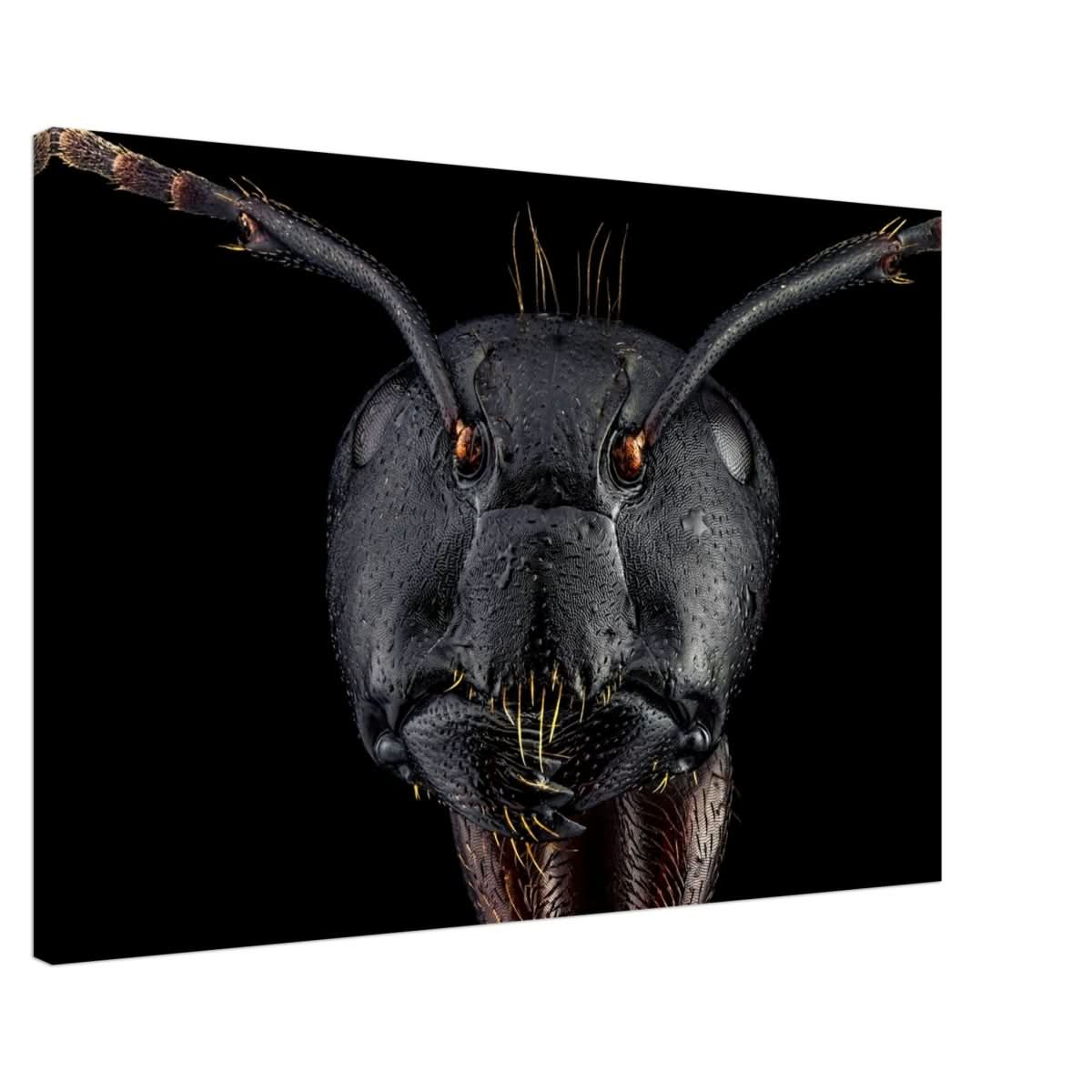 Da Vinci Animal Kingdom Art Wall art print | Dinomyrmex | Giant forest ant - Canvas - 60x90 cm / 24x36″ -