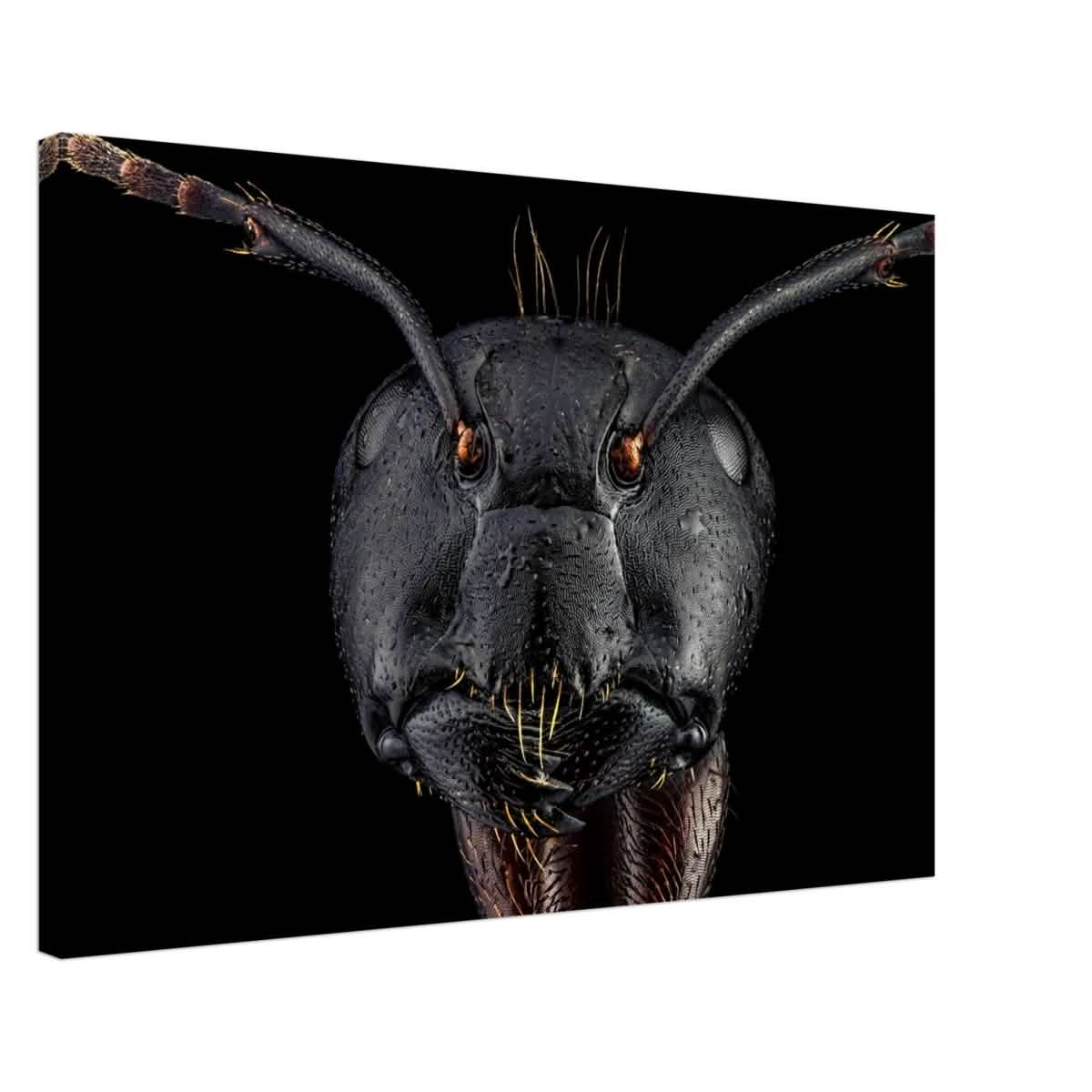 Da Vinci Animal Kingdom Art Wall art print | Dinomyrmex | Giant forest ant - Canvas - 50x75 cm / 20x30″ -