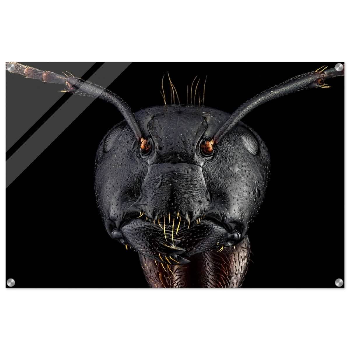 Da Vinci Animal Kingdom Art Wall art print | Dinomyrmex | Giant forest ant - Acrylic Print - 60x90 cm / 24x36″ -