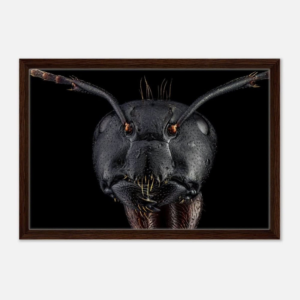 Da Vinci Animal Kingdom Art Wall art print | Dinomyrmex | Giant forest ant - Framed Canvas - 40x60 cm / 16x24″ - Dark wood frame