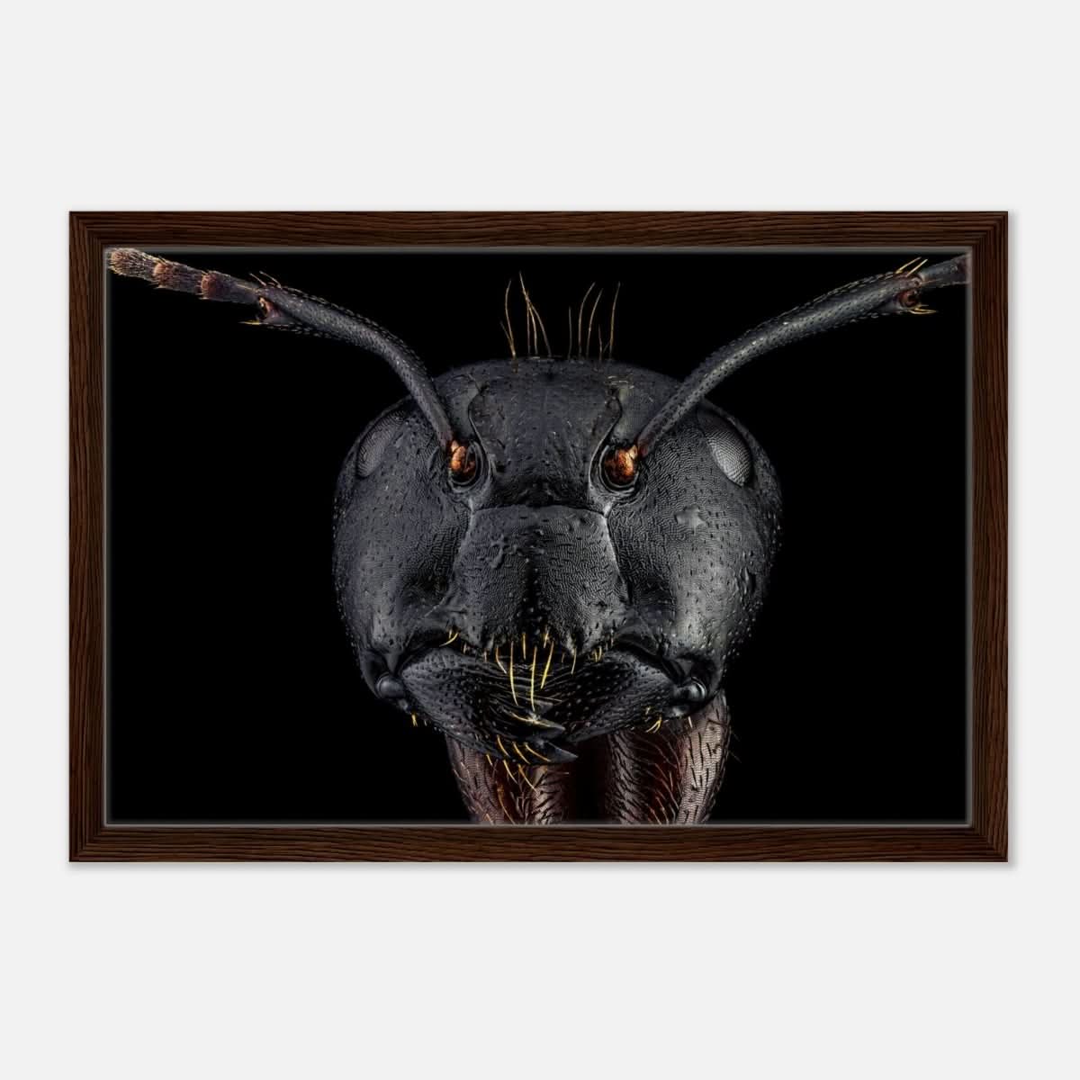 Da Vinci Animal Kingdom Art Wall art print | Dinomyrmex | Giant forest ant - Framed Canvas - 40x60 cm / 16x24″ - Dark wood frame