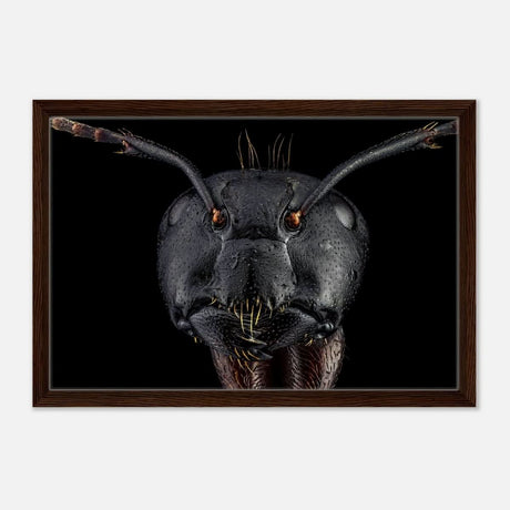 Da Vinci Animal Kingdom Art Wall art print | Dinomyrmex | Giant forest ant - Framed Canvas - 40x60 cm / 16x24″ - Dark wood frame