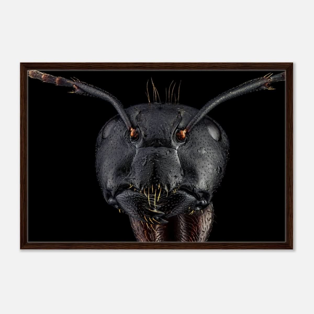 Da Vinci Animal Kingdom Art Wall art print | Dinomyrmex | Giant forest ant - Framed Canvas - 60x90 cm / 24x36″ - Dark wood frame