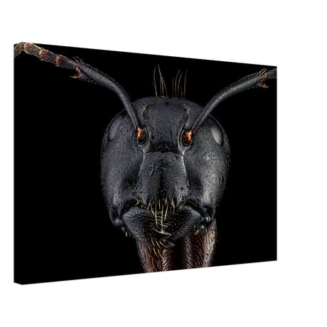 Da Vinci Animal Kingdom Art Wall art print | Dinomyrmex | Giant forest ant - Canvas - 40x60 cm / 16x24″ -