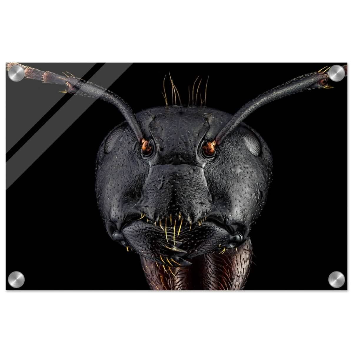 Da Vinci Animal Kingdom Art Wall art print | Dinomyrmex | Giant forest ant - Acrylic Print - 30x45 cm / 12x18″ -