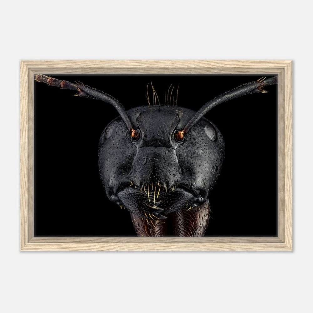 Da Vinci Animal Kingdom Art Wall art print | Dinomyrmex | Giant forest ant - Framed Canvas - 30x45 cm / 12x18″ - Wood frame
