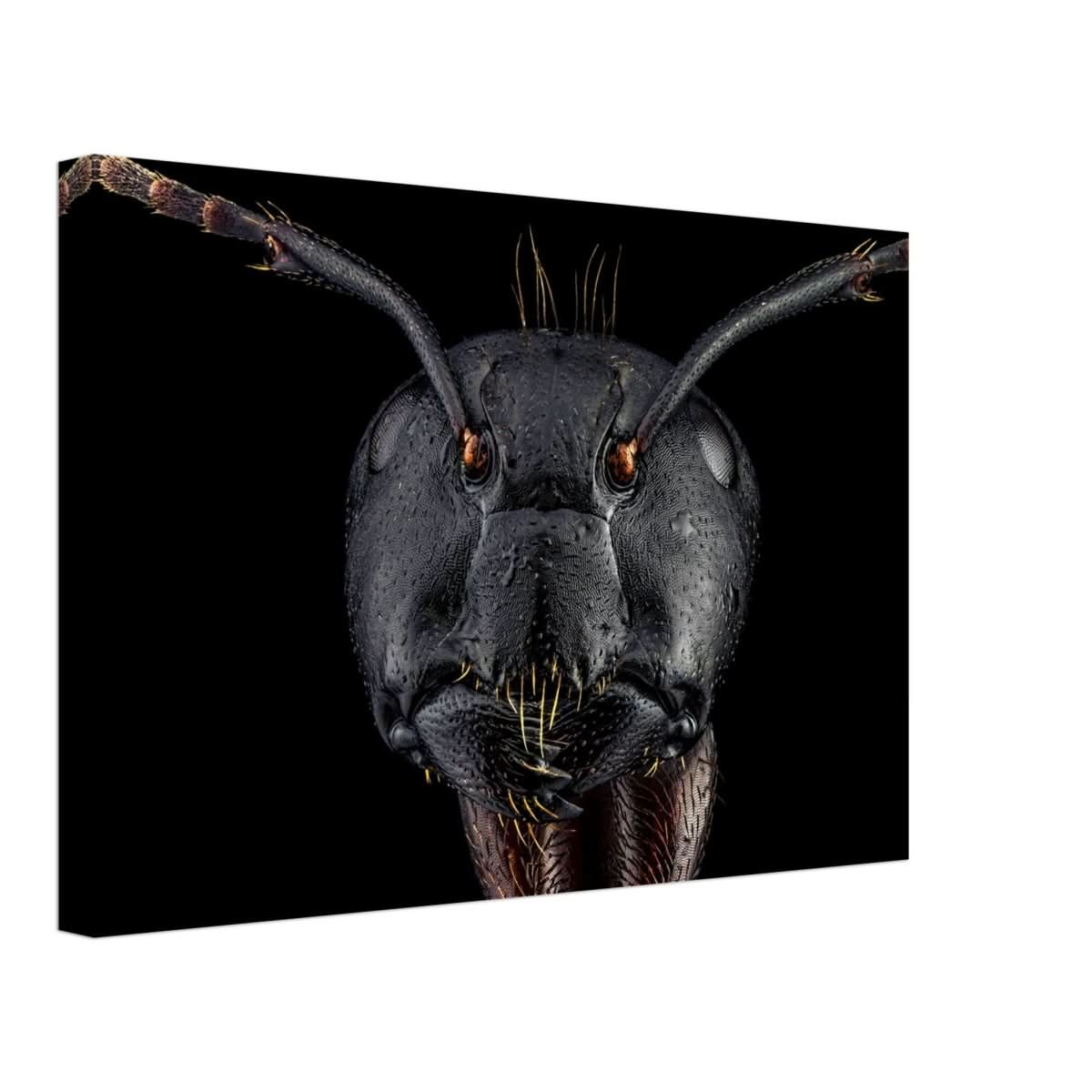 Da Vinci Animal Kingdom Art Wall art print | Dinomyrmex | Giant forest ant - Canvas - 30x45 cm / 12x18″ -