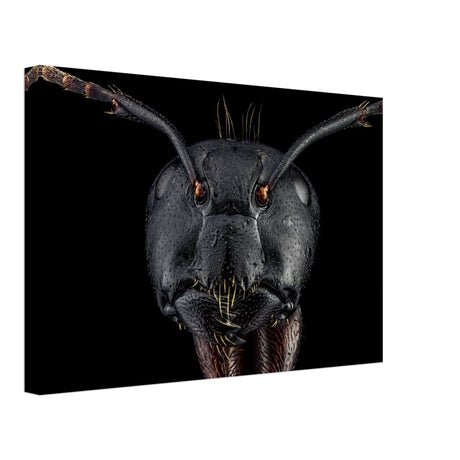 Da Vinci Animal Kingdom Art Wall art print | Dinomyrmex | Giant forest ant - Canvas - 30x45 cm / 12x18″ -