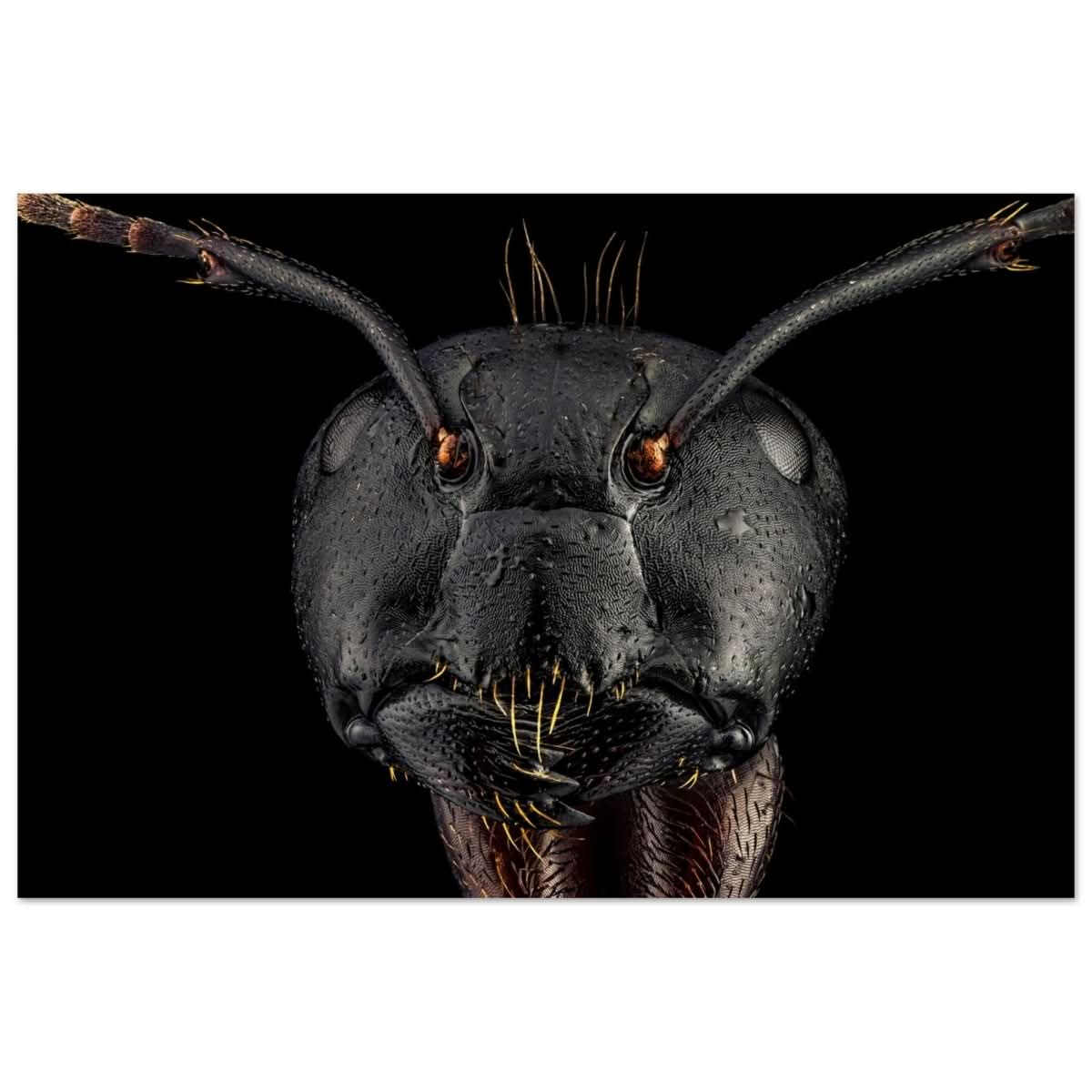 Da Vinci Animal Kingdom Art Wall art print | Dinomyrmex | Giant forest ant - Wood Prints - 50x75 cm / 20x30″ -